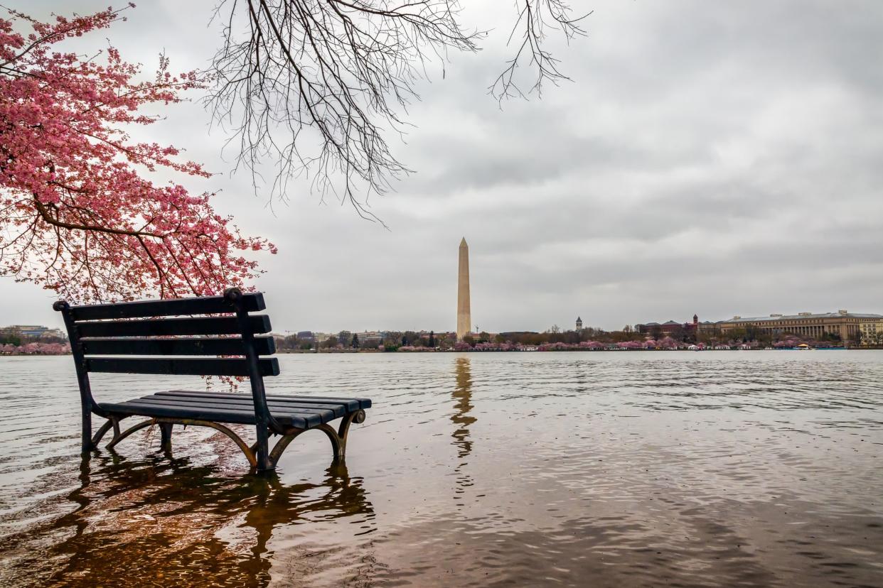 The Cherry Blossom in 2018 wasn't all springtime beauty in DC.  Many days were cloudy, windy, and the Tidal Basin flooded.