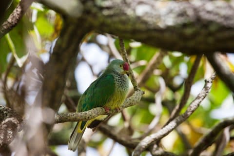 Birdlife in Pitcairn - Credit: GETTY