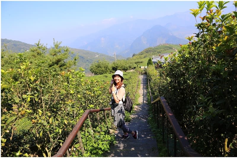 嘉義｜碧湖山觀光茶園