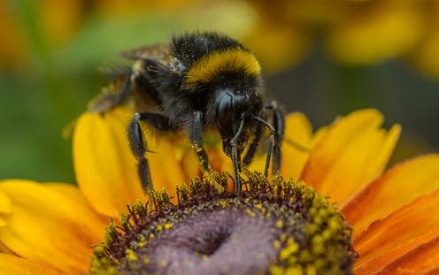 <span class="caption">If this sunflower was treated with sulfoxaflor, the bumblebee pollinating it has something to worry about.</span> <span class="attribution"><a class="link " href="https://unsplash.com/photos/kLluCDjgoPI" rel="nofollow noopener" target="_blank" data-ylk="slk:Dominik Scythe/Unsplash;elm:context_link;itc:0;sec:content-canvas">Dominik Scythe/Unsplash</a></span>