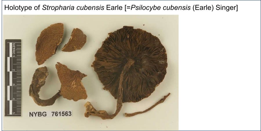 The first-ever identified Psilocybe cubensis specimen, a part of the New York Botanic Garden fungarium, collected in Cuba in 1904 before Psilocybe was an established genus and was originally named Stopharia cubensis. (Courtesy of Alexander Bradshaw)
