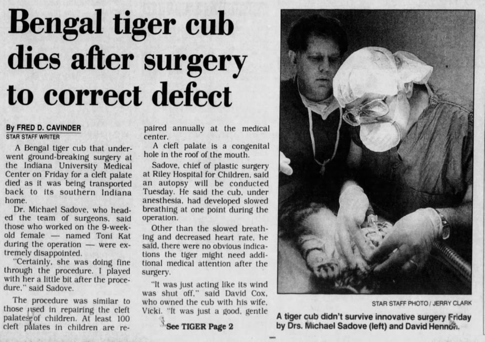 An Indianapolis Star news clipping from Sept. 5, 1992, shows a Bengal tiger cub undergoing a cleft palate operation at IU Medical Center.