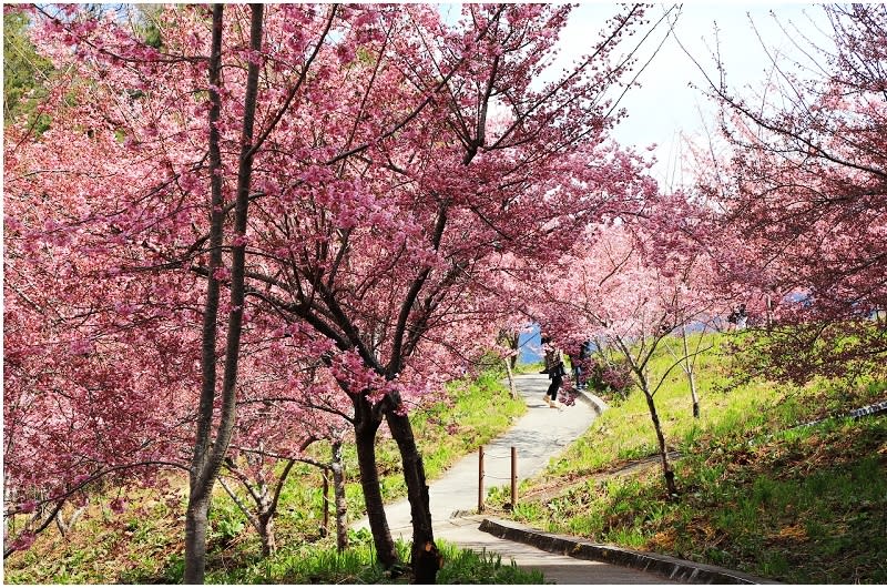 福壽山農場千櫻園