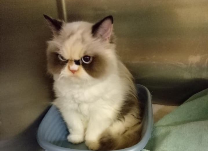 Meet 'Meow Meow', the new grumpy cat that's even angrier than her precursor