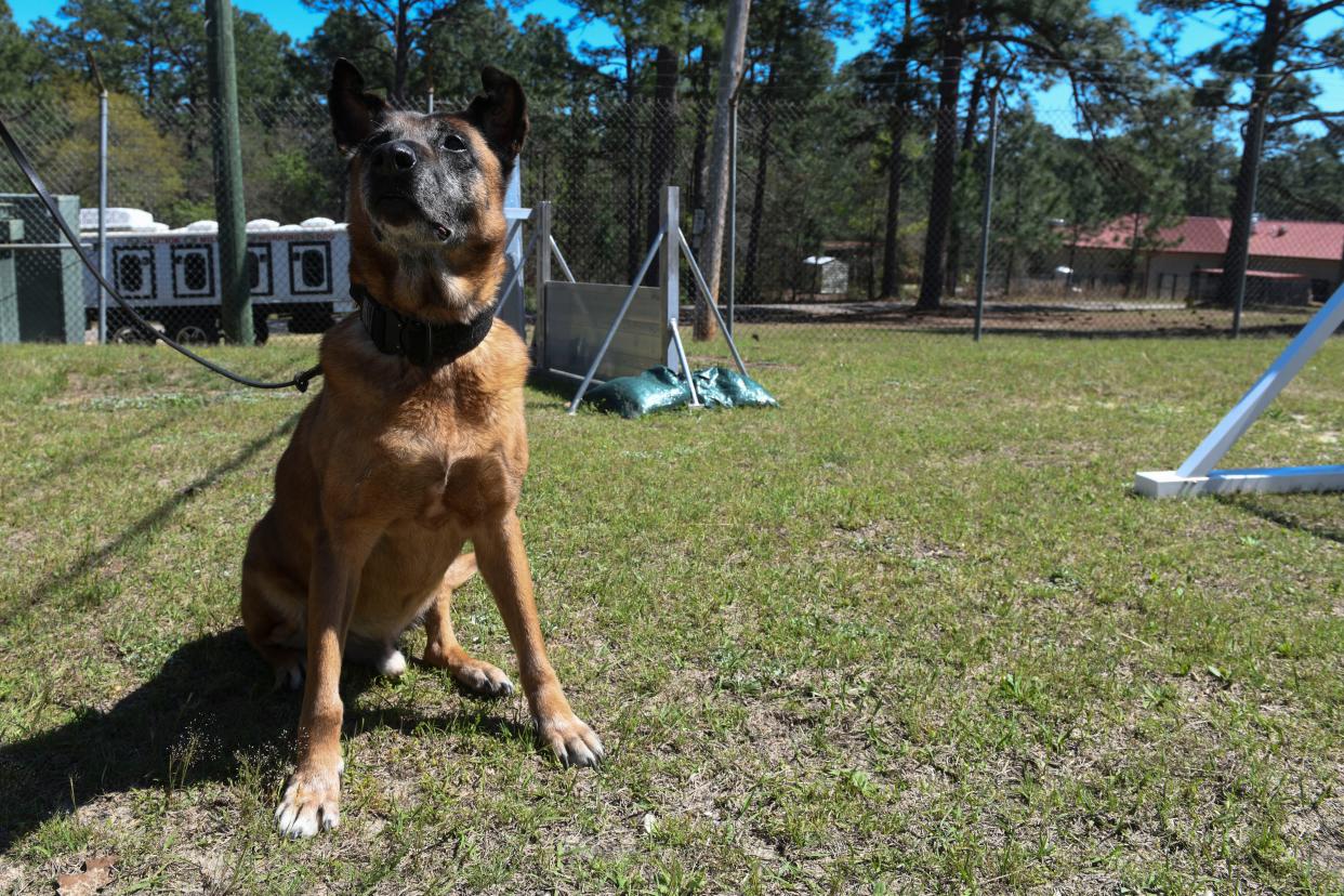 Retired dog Alec looks to a tennis ball at Fort Eisenhower on Friday, March 29, 2024.