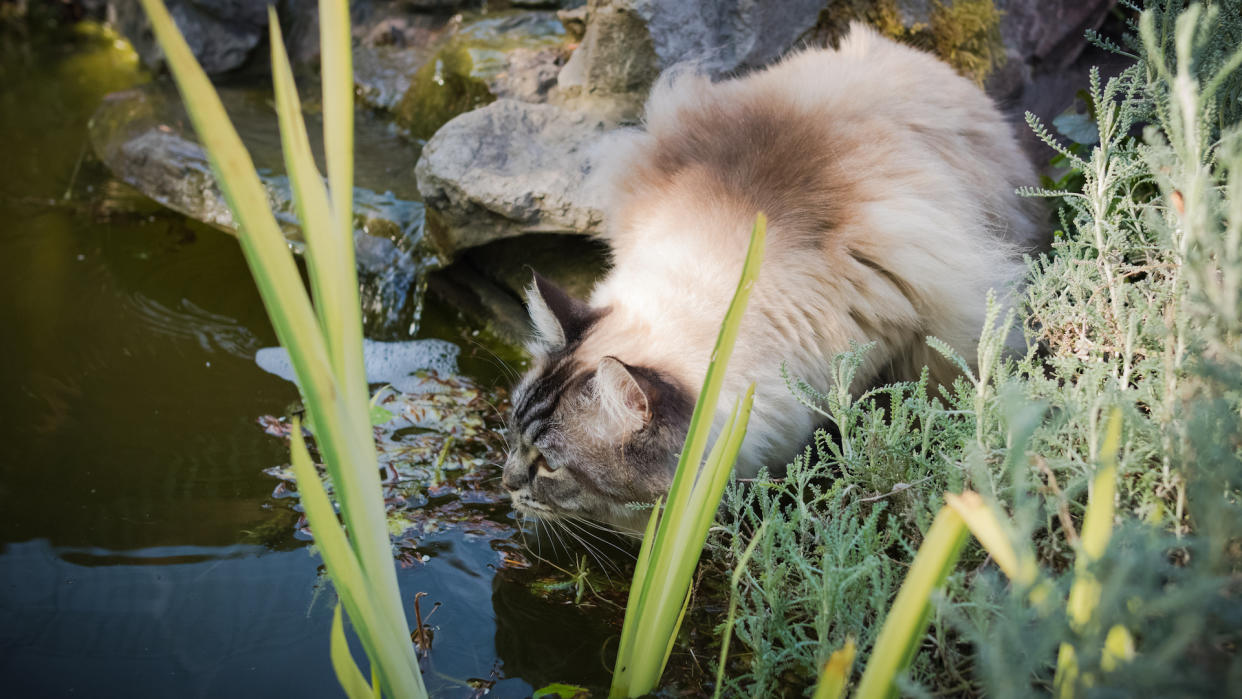 Ragdoll cat drinking from a pond