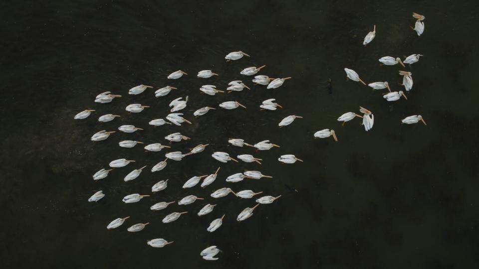 Many white birds on a body of water.