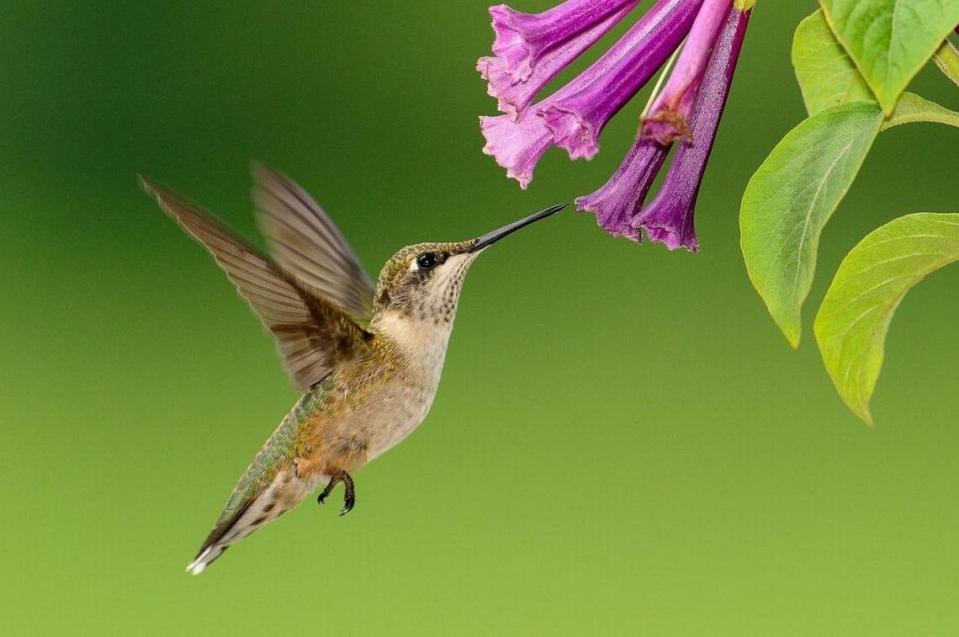 Kniphofia and Agastache are hummingbird magnets.