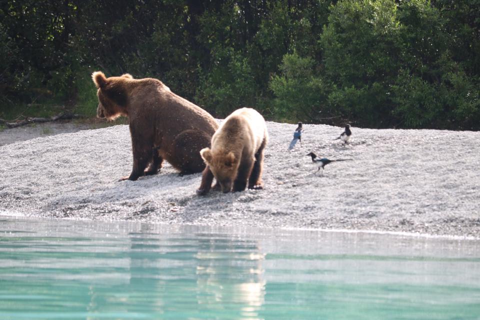 Mama bear teaches her cub how to fish. (Photo: Photo by Simon Johnson)