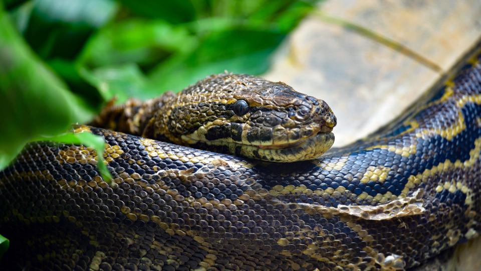 A central African rock python curled up resting its head on its body