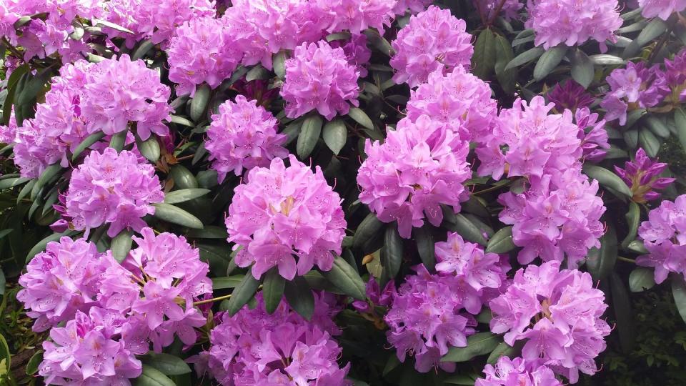 plants harmful to dogs rhododendron