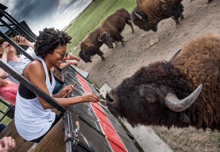 Feeding bison from the train at the Terry Bison Ranch in Cheyenne, Wyo.