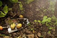 <p>Potatoes grow best in a sunny spot, so avoid planting in months prone to harsh frosts. If you have plenty of space in your vegetable patch, why not give potatoes a try. </p><p><a class="link " href="https://www.thompson-morgan.com/p/potato-maris-piper/ZWW5059TM" rel="nofollow noopener" target="_blank" data-ylk="slk:BUY NOW VIA THOMPSON & MORGAN;elm:context_link;itc:0;sec:content-canvas">BUY NOW VIA THOMPSON & MORGAN</a></p>