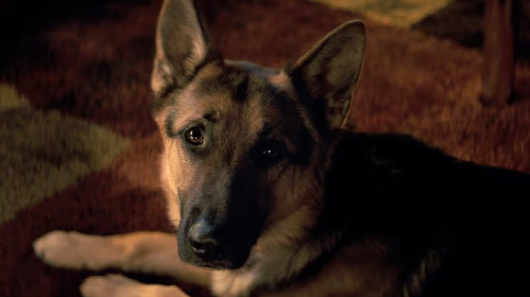 Cancelled... A Dog's Purpose premiere in LA is binned - Credit: Universal