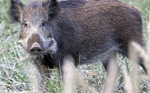 Conservationists say the wolves prey exclusively on wild boar - Credit: Getty