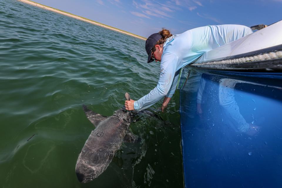 Caroline Collatos, a UMass Boston Ph.D. student and research assistant with the New England Aquarium, releases a sandbar shark off Nantucket after attaching an acoustic tag.