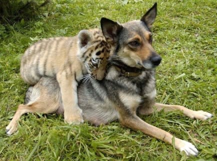 Dog and Tiger