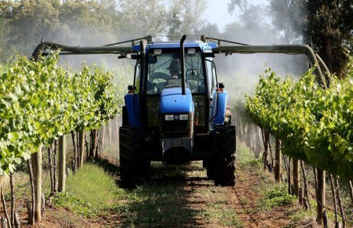 File photo of a vineyard in New South Wales, Australia. Opposition leader Tony Abbott has said while he welcomed foreign investment, Australia needed to improve oversight when it came to farming land and agribusiness, as the party released a policy paper on the subject