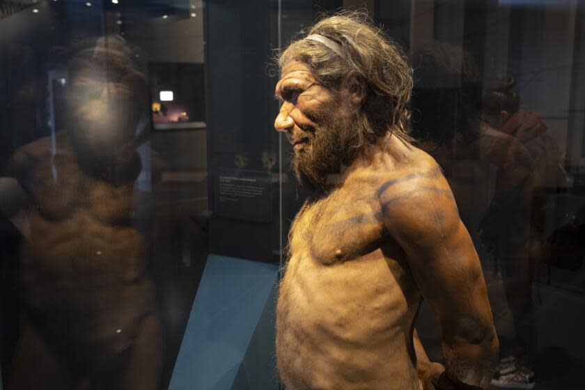 Neanderthal man at the human evolution exhibit at the Natural History Museum on 27th April 2022 in London, United Kingdom. The museum exhibits a vast range of specimens from various segments of natural history. The museum is home to life and earth science specimens comprising some 80 million items within five main collections: botany, entomology, mineralogy, paleontology and zoology. The museum is a centre of research specialising in taxonomy, identification and conservation. (photo by Mike Kemp/In Pictures via Getty Images)