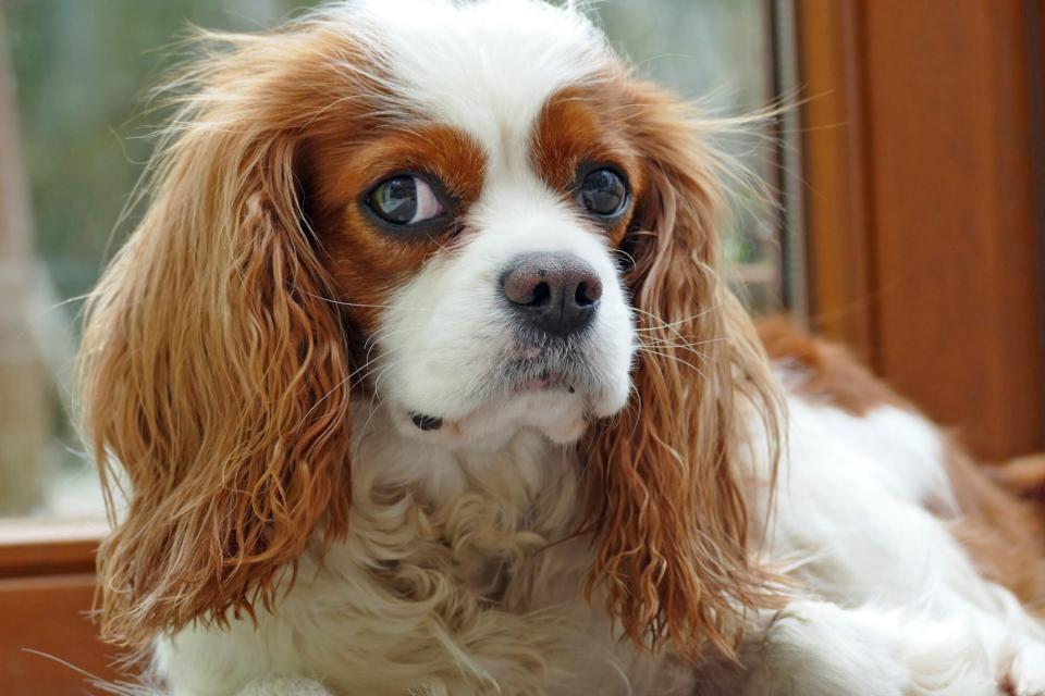 Cavalier King Charles Spaniel laying indoors