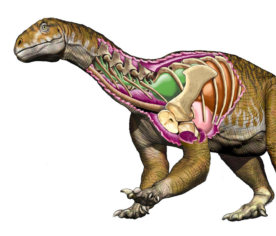 Reconstruction of the sauropodomorph dinosaur Ingentia prima showing an improved avian-like respiratory system with developed cervical air sacs (green structure) (Reuters)