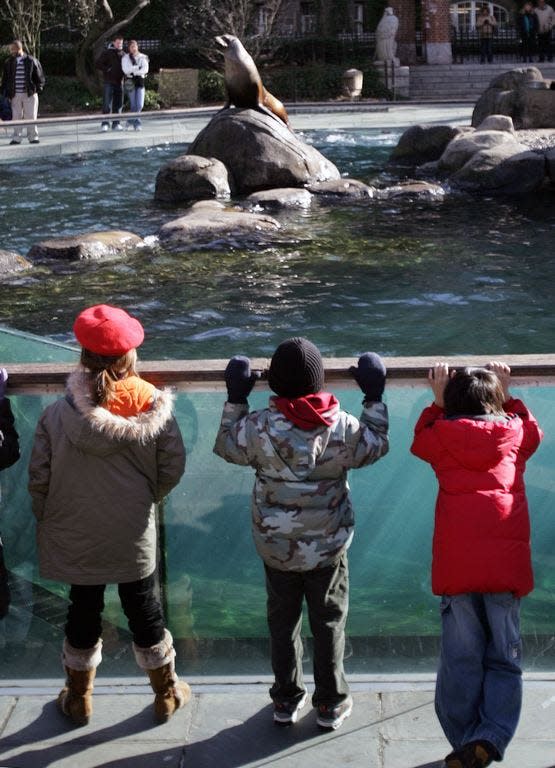 Schoolchildren watch as the California sea lions are fed fish at the Central Park Zoo in New York on Jan. 10, 2007. PHOTO: Bloomberg photo by Andrew Harrer