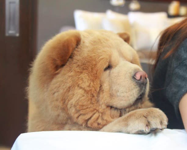 This *bear dog* is your new favorite thing on the internet