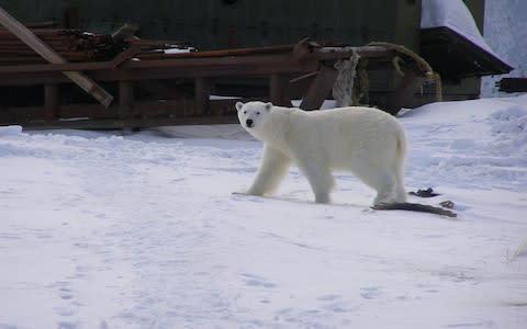 A polar bear roams through Amderma - Credit: Vladimir Schadrin