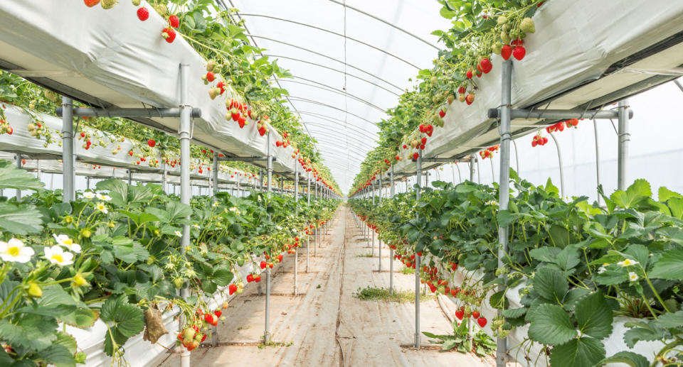 Strawberry plantation shown as organic produce expert warned they were the worst fruit for absorbing pesticides. 