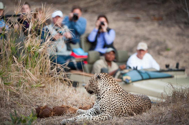 <span class="caption">Getting a good shot.</span> <span class="attribution"><a class="link " href="https://www.shutterstock.com/image-photo/horizontal-colour-photograph-infocus-leopard-resting-338259110?src=UYLbe99vQlnPzkEOLzJwqg-1-1" rel="nofollow noopener" target="_blank" data-ylk="slk:Shutterstock/Villiers Steyn;elm:context_link;itc:0;sec:content-canvas">Shutterstock/Villiers Steyn</a></span>