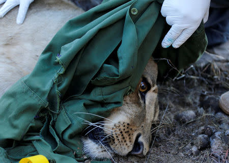 Kenya Wildlife Services veterinarians monitor a tranquilised 5-year-old lioness named Nyala after setting up a radio collar on her neck to track her pride's movements at the Nairobi National Park near Nairobi, Kenya January 23, 2017. REUTERS/Thomas Mukoya