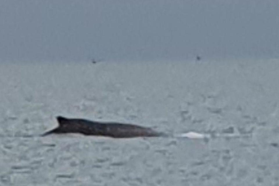 A humpback whale was captured on camera close to Brighton Marina <i>(Image: Gary Rice)</i>