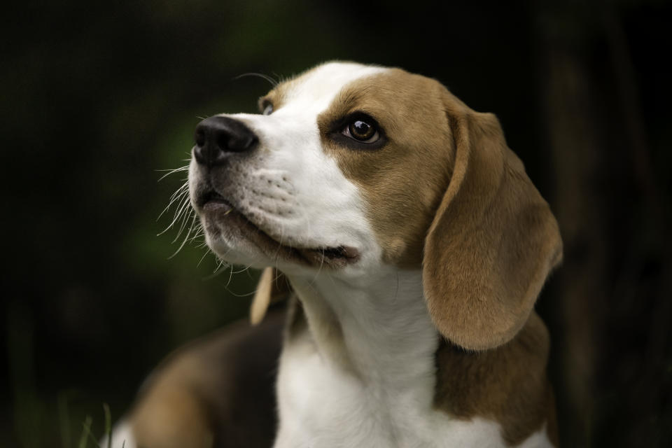 Retrato de un perro beagle 