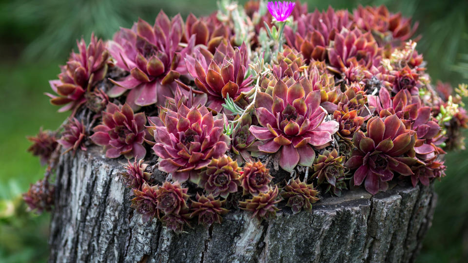 Sempervivum