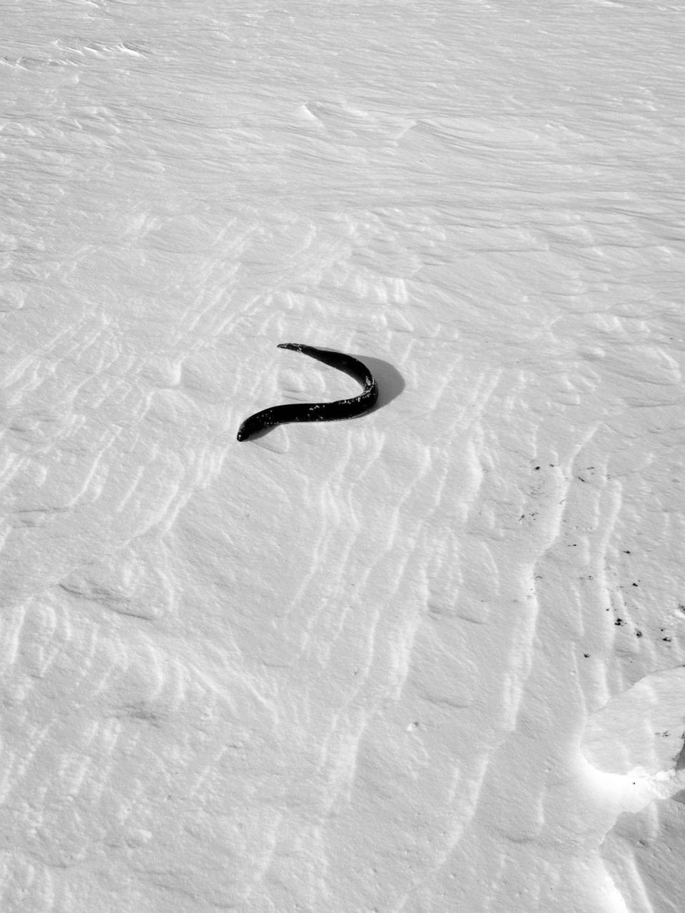 An eel is offered to the spirit world, to give thanks and honour the spirit world for allowing the men to harvest the eels.