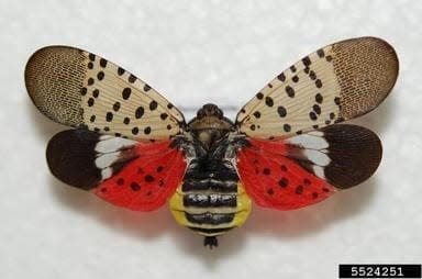 In its adulthood, the spotted lanternfly shows bright yellow, red and black colors when its wings are opened.