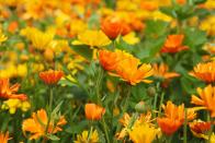 <p>These pretty orange and yellow flowers, also known as French pot marigold, like full sun. It’s an annual that blooms from summer until frost, and it's not difficult to grow from seed (here's how to <a href="https://www.countryliving.com/gardening/garden-ideas/a30753842/how-to-start-seeds/" rel="nofollow noopener" target="_blank" data-ylk="slk:start seeds early indoors;elm:context_link;itc:0;sec:content-canvas" class="link ">start seeds early indoors</a>). </p><p><strong>How to use:</strong> Pick the flowers when they're fully opened, but not yet gone to seed. Pour one cup boiling water over two teaspoons of petals. Steep for 10 minutes, strain, and let cool. Use as a mouthwash or gargle to relieve inflammation.</p><p><a class="link " href="https://www.amazon.com/Seed-Needs-Calendula-Pacific-officinalis/dp/B003TPBKDO/ref=sr_1_2?tag=syn-yahoo-20&ascsubtag=%5Bartid%7C10050.g.29804807%5Bsrc%7Cyahoo-us" rel="nofollow noopener" target="_blank" data-ylk="slk:SHOP CALENDULA;elm:context_link;itc:0;sec:content-canvas">SHOP CALENDULA</a></p>