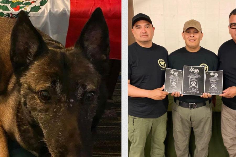 Tijuana destaca en competencia internacional de unidades caninas 