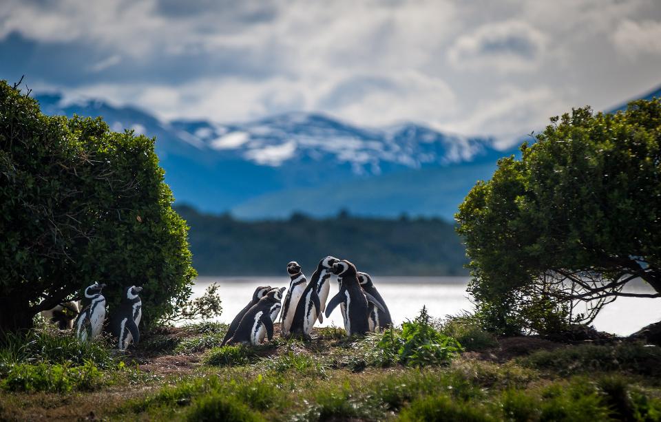 Spot Argentine penguins during your stay on Ushuaia - ©2010, Laurent Fox