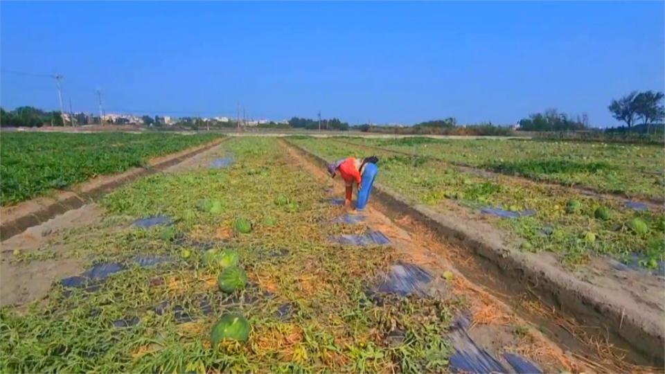 雲林上千顆西瓜慘遭「割藤」　農民損失慘重痛罵沒天理！