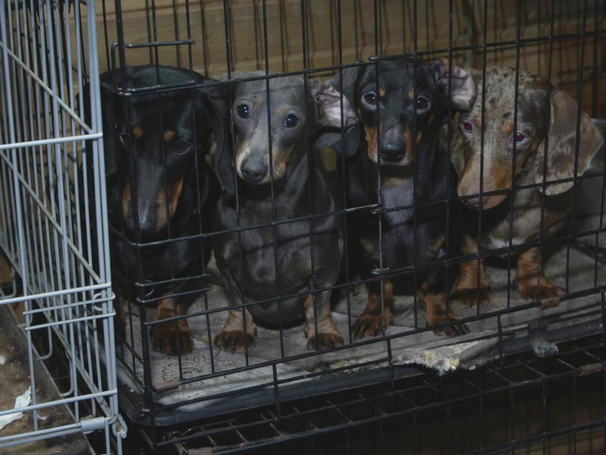 An investigation into suspected illegal dog breeding has seen 101 dogs removed from houses in Greater Manchester: Rochdale Council