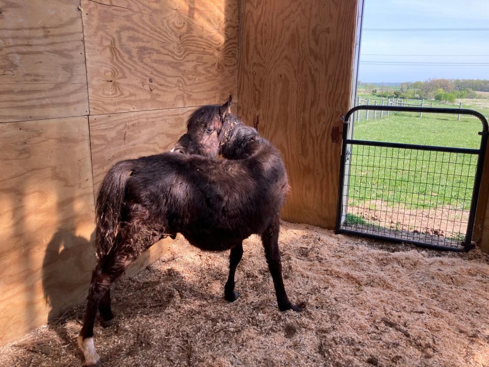 Five horses and two dogs were recently removed from an Ashland County residence. They're now resting and healing at Ashland County West Holmes Career Center with vet-tech students assisting.