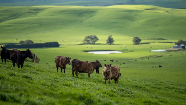 Wagyu cattle on a farm