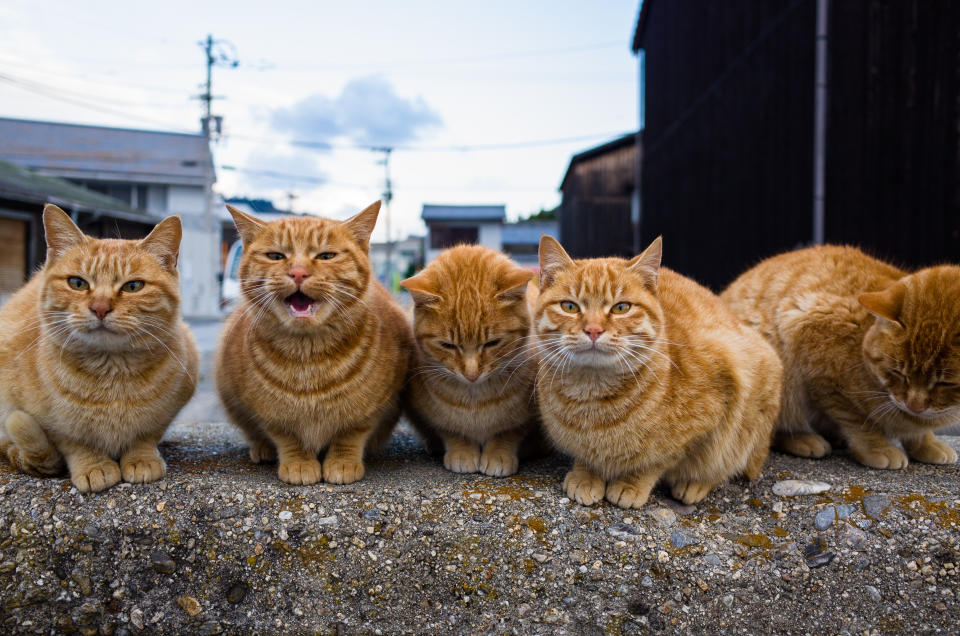 A group of tabby cats on the bulwark at Muzukijima in Ehime Prefecture. (Photo: Gettyimages)