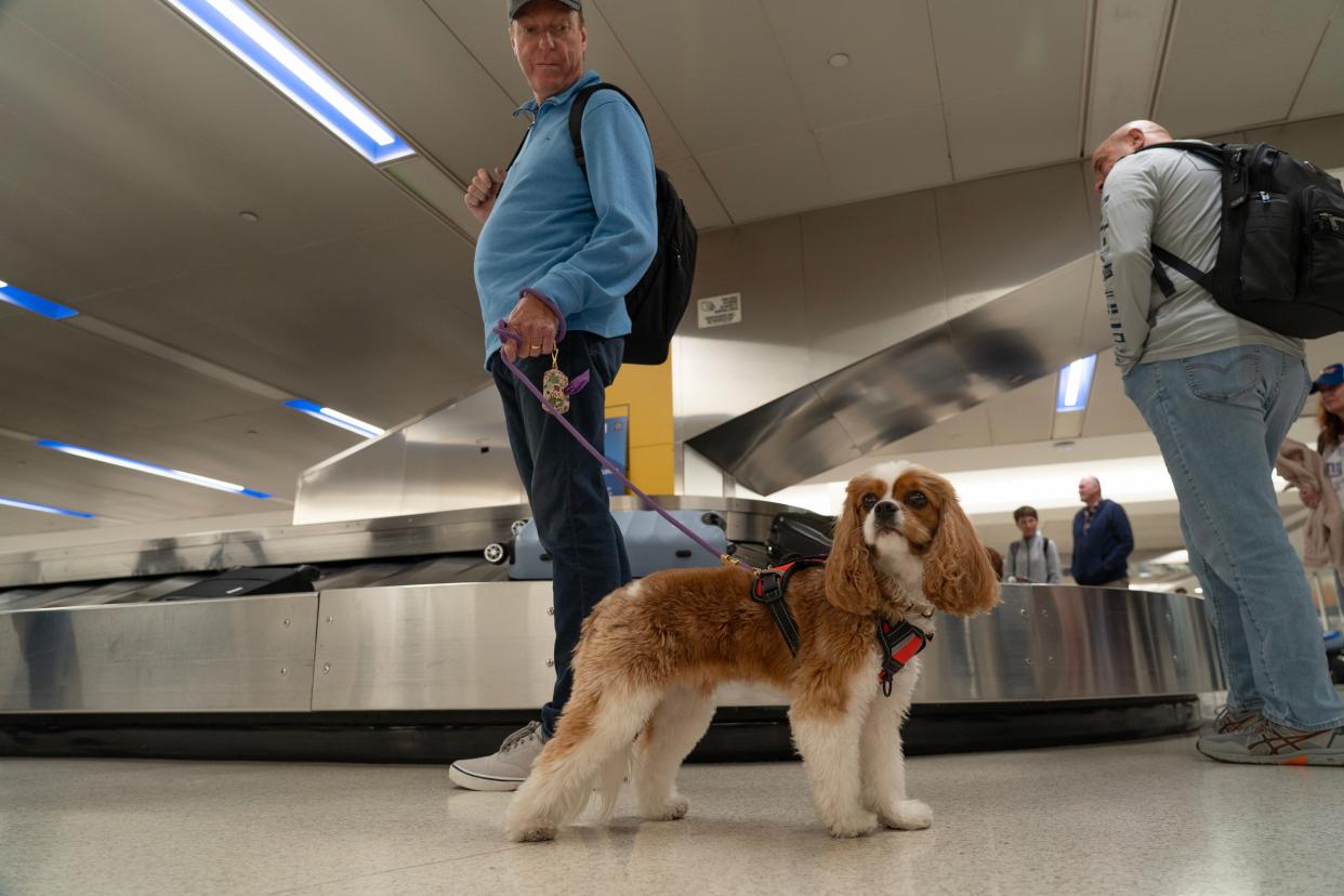 9:06 AM Tom Lutz, of LBI, with his dog, Lily, on his way home to be with family with a table set for 17 people this Thanksgiving holiday at Terminal C at Newark Liberty Airport in Newark, NJ on Tuesday Nov. 21, 2023. Thanksgiving week is one of the busiest travel days in the United States.