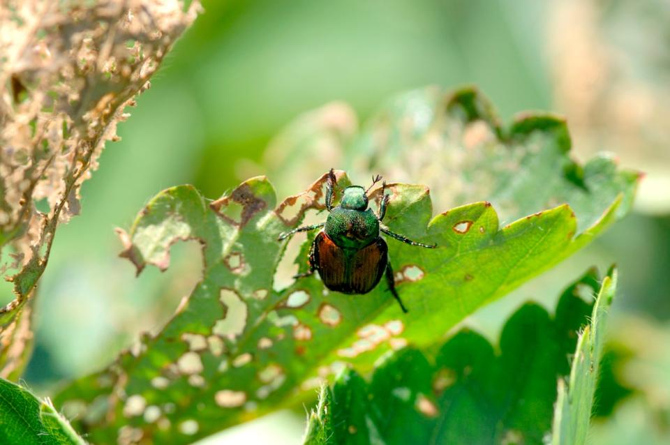 close view of japanese beetle perched on leaf