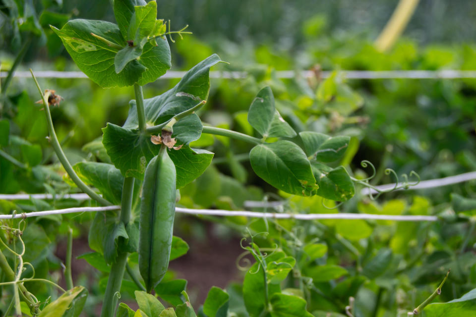 Erbsenpflanze in Garten