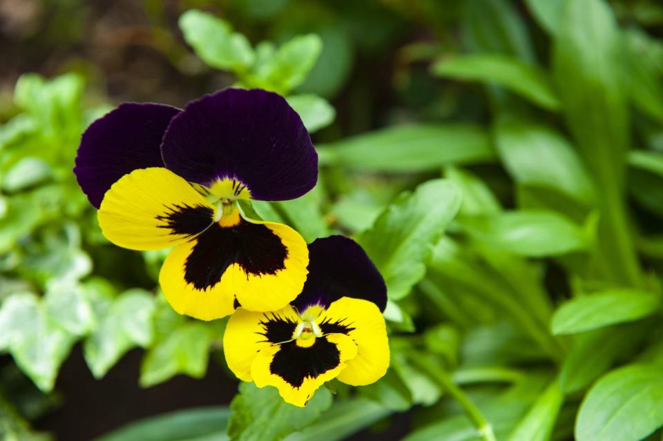 10) Pansies