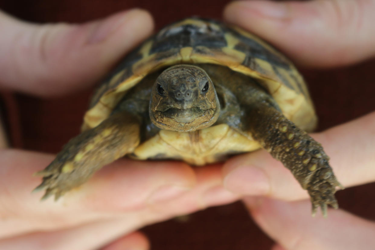 Willkommen zurück: So ähnlich wird die überraschte Schildkröte nach ihrer Befreiung aus dem Fischbauch geguckt haben. (Symbolbild: Getty)