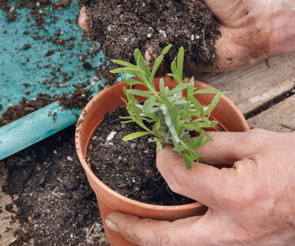 Taking lavender softwood cuttings